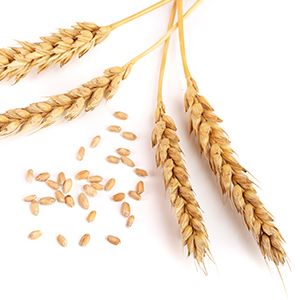 Mamaeartth almond shampoo with wheat amino acids
